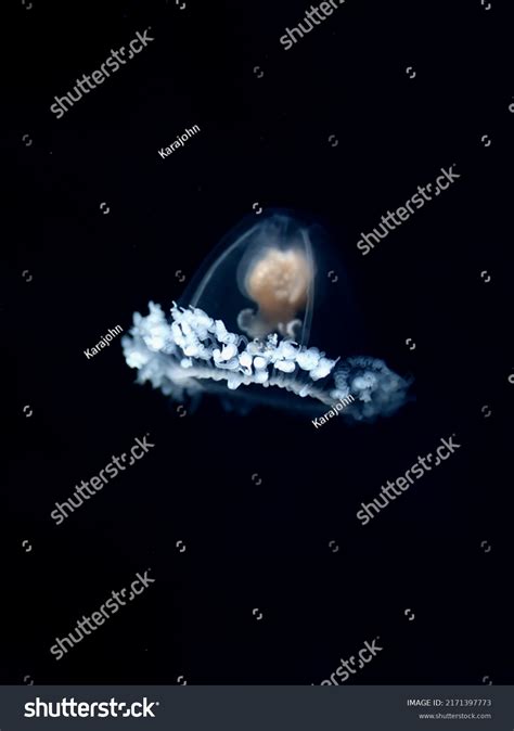 Turritopsis Dohrnii Known Immortal Jellyfish Species Stock Photo 2171397773 | Shutterstock