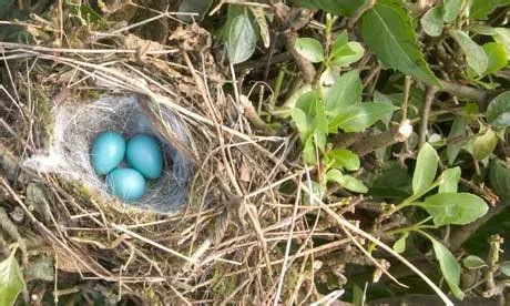 100 years ago: The foolish hedge sparrow | Hedge sparrow, Nest art, Sparrow eggs