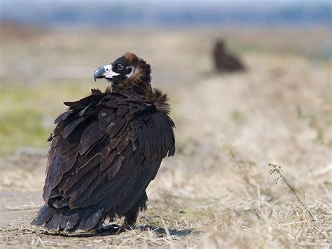 Cinereous Vulture in Shanghai - Shanghai Birding 上海观鸟