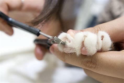 How to trim cat nails the right way for health and safety | PawTracks