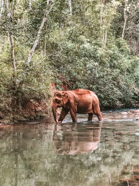 %Visiting Mondulkiri Project Elephant Sanctuary%