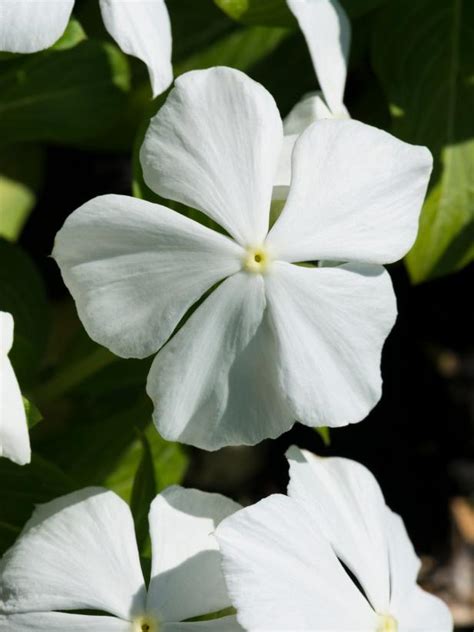 Different Types Of White Flowers