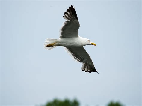 Close up of Flying Seagull · Free Stock Photo