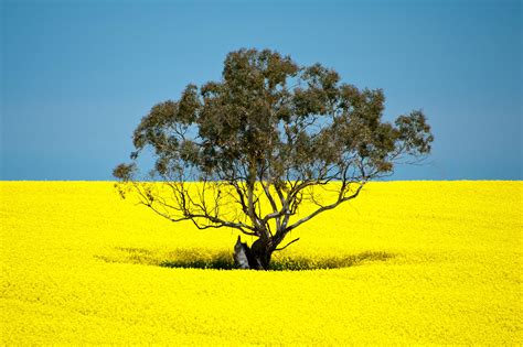 MichaelPocketList: Canola field in Victoria, Australia [4054x2697] [OC]