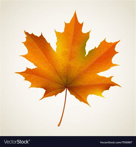 autumn maple leaf - campestre.al.gov.br