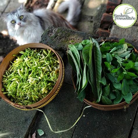 Resep Bunga Pepaya Anti Kepahitan Hidup – Bandung Permaculture