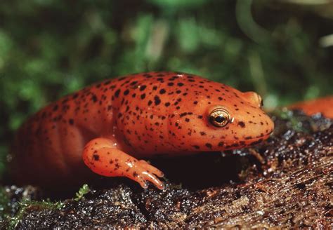 Salamander | Species, Life Cycle, & Facts | Britannica