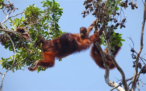 Orangutan Voyage – Experience Boat Tour To View Orangutan In Their Habitat