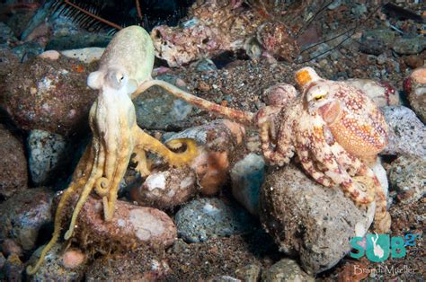 The Amazing Octopus | Scuba Diving Blog