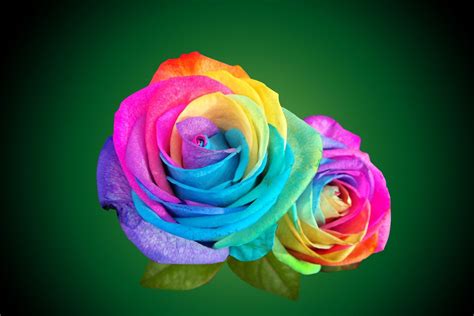 Rainbow Roses Wallpapers - Wallpaper Cave