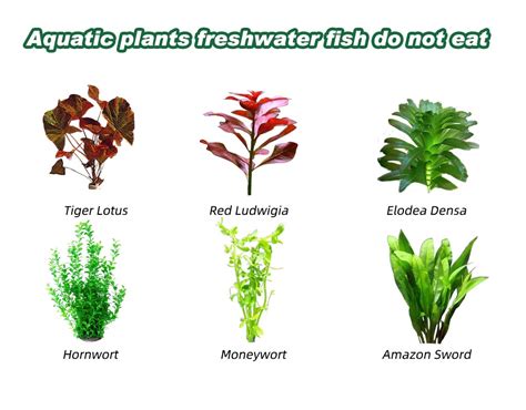 What Aquatic Plants do Freshwater Fish not Eat - Hygger