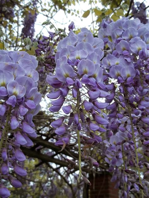 Glen Magna Farms Gardens: The wisteria vines have bloomed at Glen Magna Farms.