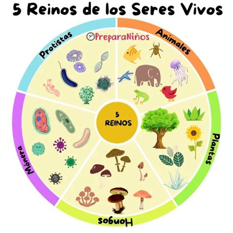 5 Reinos de los Seres Vivos - PreparaNiños.com