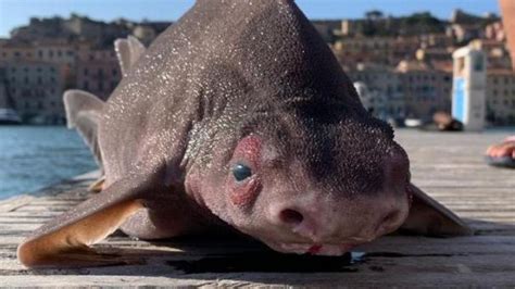 Sorpresa en Italia por la captura de un cerdo marino, un 'feo' tiburón en peligro