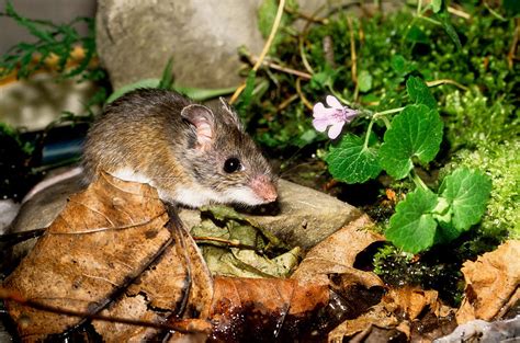 White-footed Mouse Photograph by Jeanne White - Fine Art America