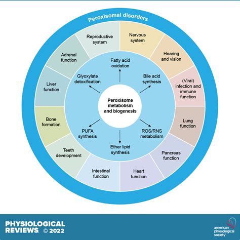 Peroxisome Diagram