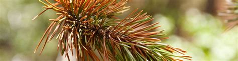 Dying Pine Bough | Inexpensive Tree Care