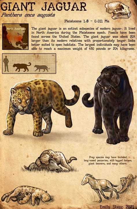 The Giant Cheetah (Acinonyx pardinensis) of early and middle Pleistocene Eurasia. Credit goes to ...