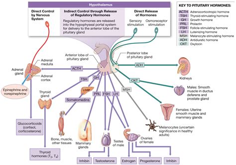 Adrenal gland produces what hormones - pohalex