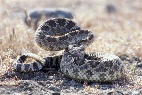 Small Baby Rattlesnake Tail at Antonio Pittman blog