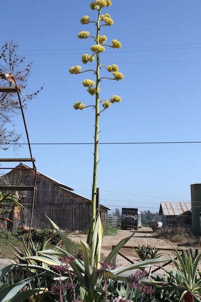 Blue Agave Plant Flower