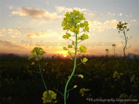 View Of Sunset From Canola Field | Nature, Cultural, and Travel Photography Blog