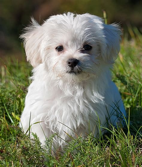 Maltese Dog Breed Information Center: The Ultimate Fluffy White Puppy