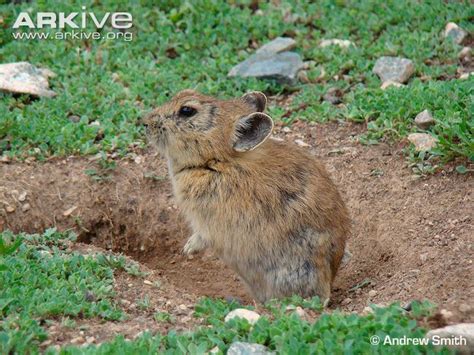 Plateau pika - Alchetron, The Free Social Encyclopedia