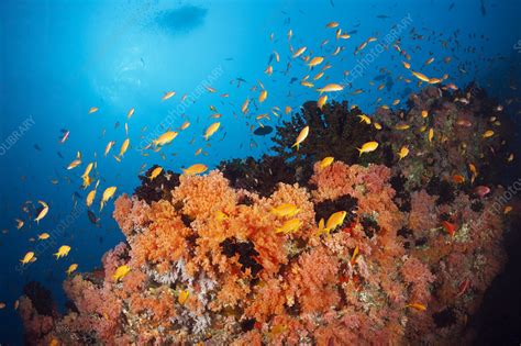 Coral reef, Maldives - Stock Image - C048/8249 - Science Photo Library