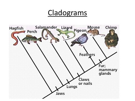 Cladogram | Definition, Types & Examples