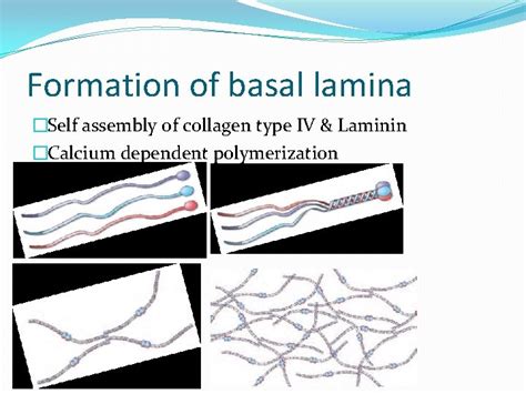 Basal Lamina Basement Membrane Dr Mah Jabeen Muneera