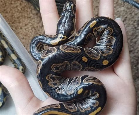 Ball Python Morphs: The 50 MOST Popular (Pictures & Prices)