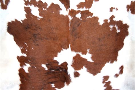 Cowhide Rug Tips Blog