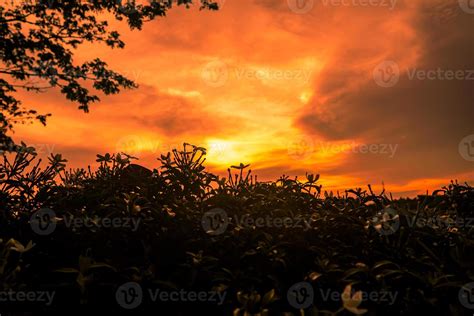 Orange sunset sky background with silhouette of trees 6169547 Stock Photo at Vecteezy