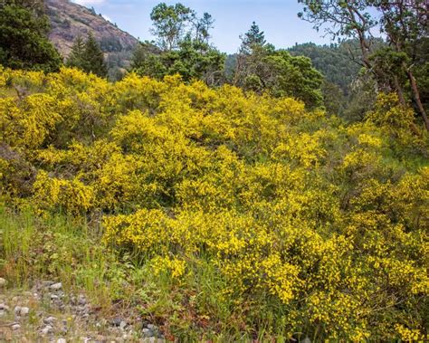 Shrubland Ecosystem Facts for Kids