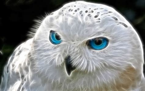 Snowy Owl Wallpaper - WallpaperSafari