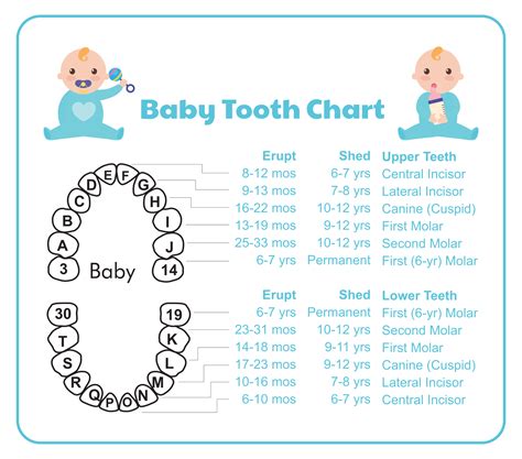 Tooth Chart Full Sheet - 15 Free PDF Printables | Printablee