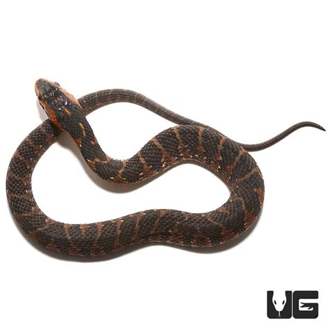 Baby Banded Water Snakes For Sale - Underground Reptiles