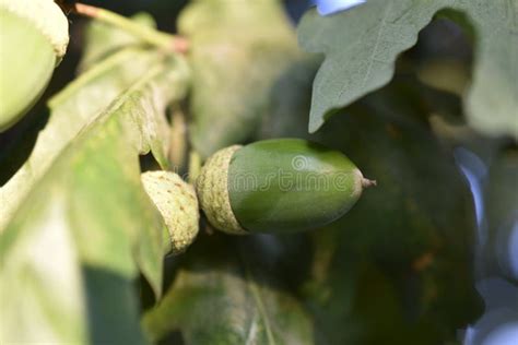 Green Nuts Acorns of Oak on a Tree. Beautiful Oak Seeds Stock Image - Image of nuts, food: 256719809