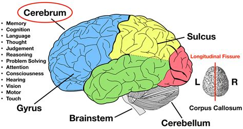 A Diagram Of The Parts Of The Cerebrum Brain Anatomy Brain Lobes ...