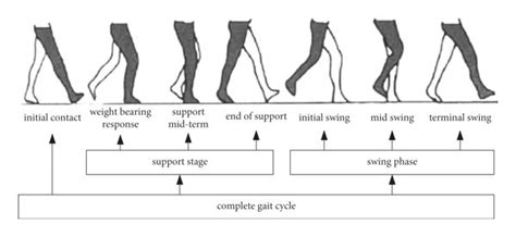 Schematic diagram of a complete gait cycle. | Download Scientific Diagram