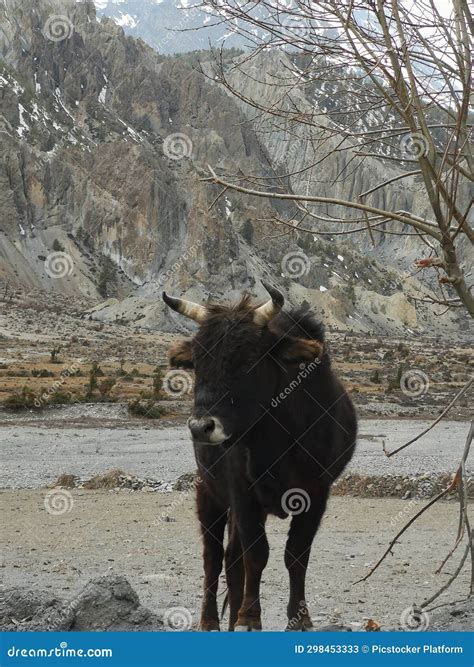 A Yak with Horns Standing in Front of a Mountain Stock Image - Image of looking, bull: 298453333