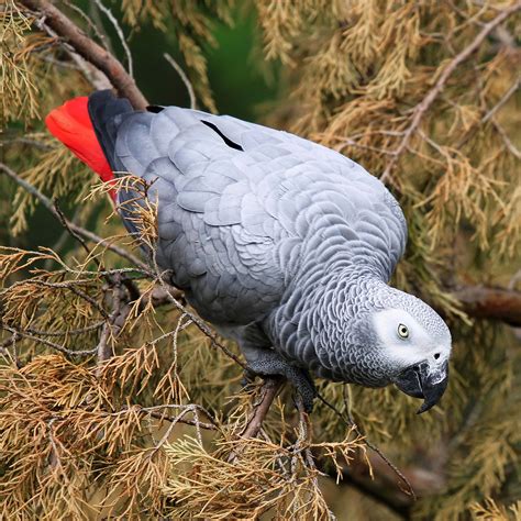 African Grey Parrot | Rainforest Alliance