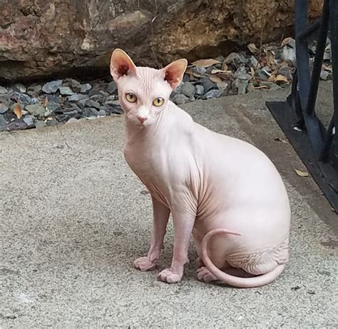 Sphynx Cats For Sale | Placerville, CA #282181 | Petzlover