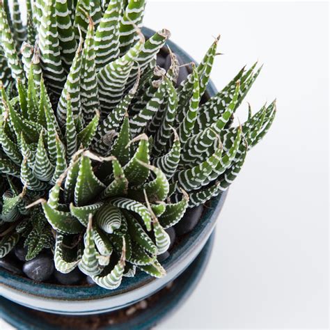 How to Care for Succulents Indoors | Succulents and Sunshine