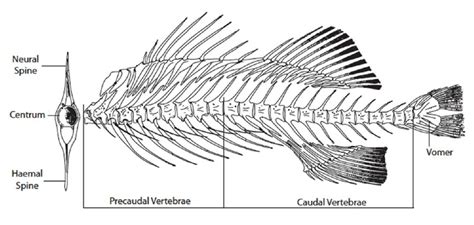 Fish Skeleton Labeled