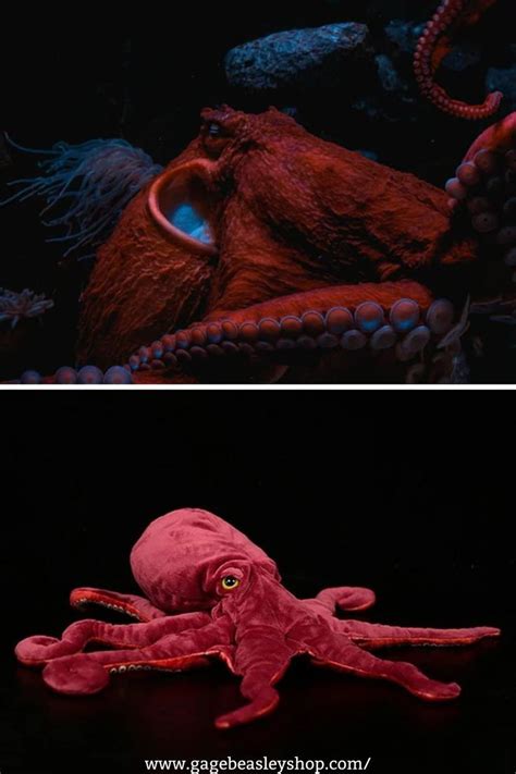 All about the octopus the smartest of all invertebrates – Artofit