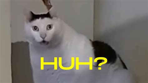 Huh? Cat | Know Your Meme