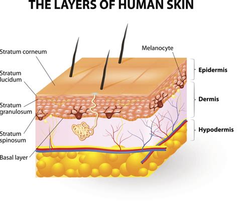 Common Skin Disorders: description, treatment and prevention