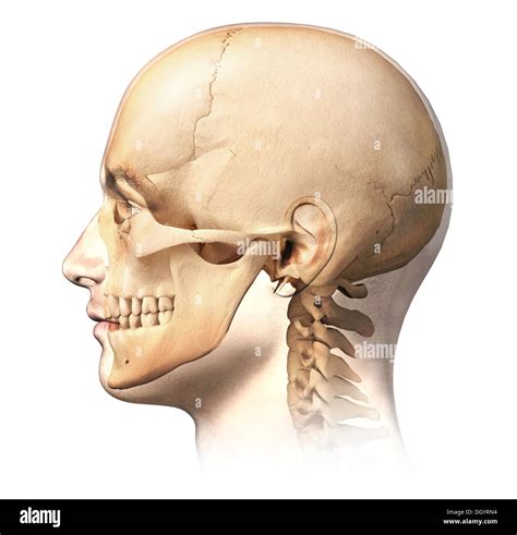 Male Anatomy Side View - These are twp glands located at either side of the prostate gland and ...